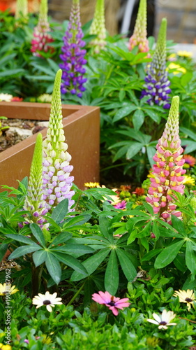 Lupinus flowers in full bloom in the flower bed