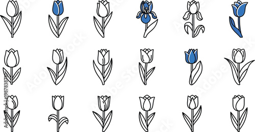Blue and black tulip and iris flower line on white line blue