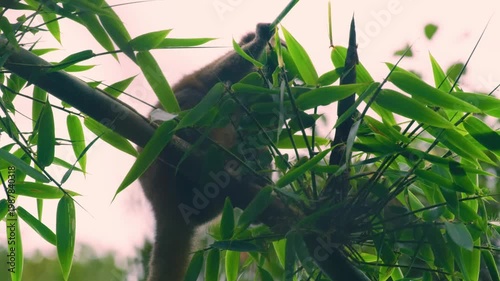 Close up of a golden bamboo lemur (Hapalemur aureus) eating while sitting on a tree. Madagascar rainforest.