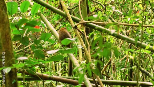 a golden bamboo lemur (Hapalemur aureus) eating leaves while sitting on a tree. Madagascar rainforest.