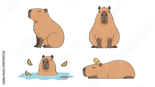 Four different illustrations of a capybaras shown in various poses including swimming with citrus fruit and resting with a bird.