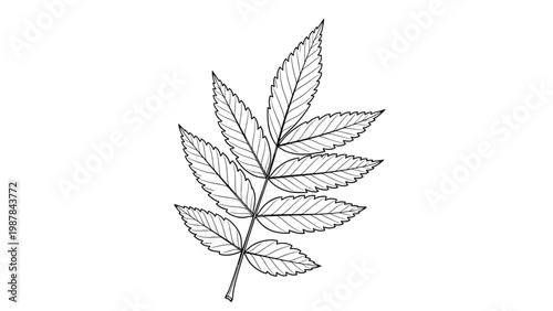 Black and white line art illustration of a single compound rowan leaf with serrated edges in a realistic botanical style.