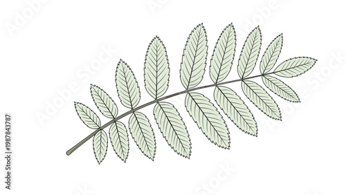 Detailed green rowan leaf with multiple leaflets shown in a clean and simple botanical illustration style on white.