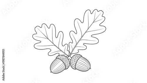 Detailed black and white line art drawing of two acorns hanging from a branch with a pair of lobed oak leaves for autumn designs.