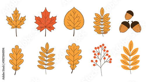 Set of colorful autumn leaves and acorns in shades of orange yellow and brown representing the changing seasons of fall.