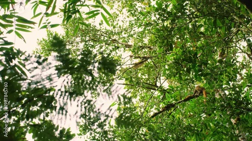 A wide angle footage of a golden bamboo lemur (Hapalemur aureus) Walking on branches of high trees in rainforests of Madagascar island.