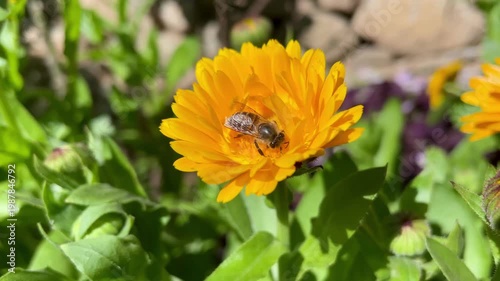Honey Bee is extracting nector and pollen from Calendula or Marigold yellow flowers