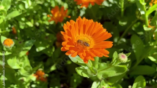 Honey Bee is extracting nector and pollen from Calendula or Marigold yellow flowers