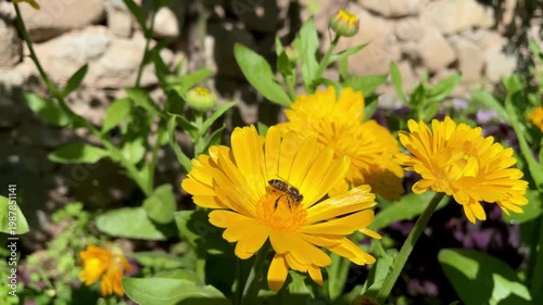 Honey Bee is extracting nector and pollen from Calendula or Marigold yellow flowers