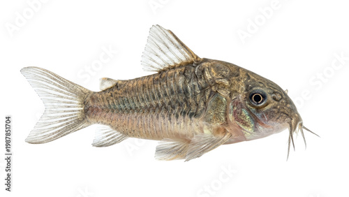 Bild auf Leinwand A detailed side view of a corydoras catfish on transparent background