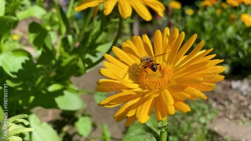 Honey Bee is extracting nector and pollen from Calendula or Marigold yellow flowers