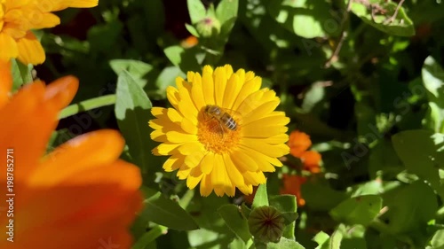 Honey Bee is extracting nector and pollen from Calendula or Marigold yellow flowers