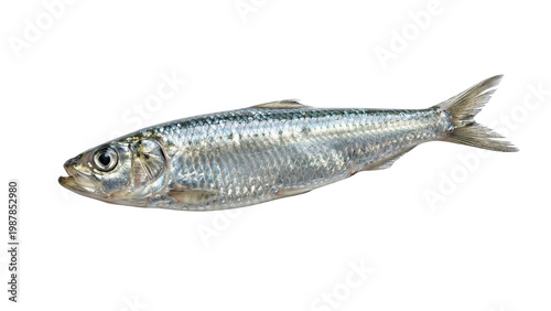 Tableau sur toile Silver sardine fish detailed side view isolated on transparent background