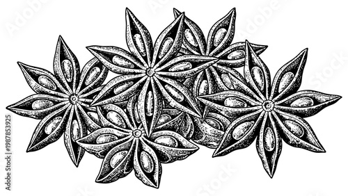 Detailed black and white ink illustration of group star anise