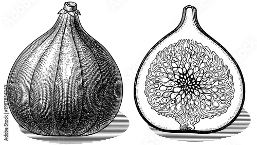 Detailed vintage illustration showing a whole fig and halved fruit