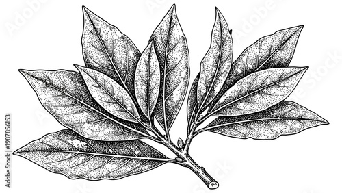 Detailed black and white ink illustration of aromatic bay leaves