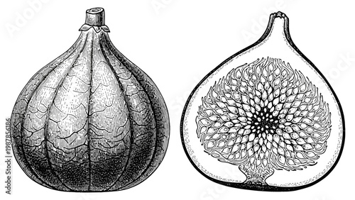 Detailed black and white illustration of whole and sliced figs