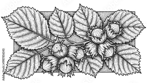 Detailed ink drawing of hazelnut branches with ripe forest nuts