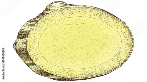 Sliced organic ginger root isolated on a clean white background