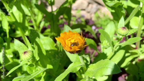 Honey Bee is extracting nector and pollen from Calendula or Marigold yellow flowers