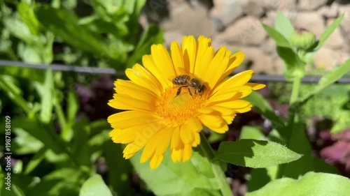 Honey Bee is extracting nector and pollen from Calendula or Marigold yellow flowers