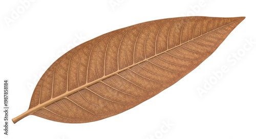 Brown leaf with intricate vein pattern