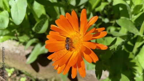 Honey Bee is extracting nector and pollen from Calendula or Marigold yellow flowers