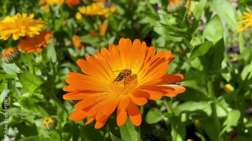 Honey Bee is extracting nector and pollen from Calendula or Marigold yellow flowers