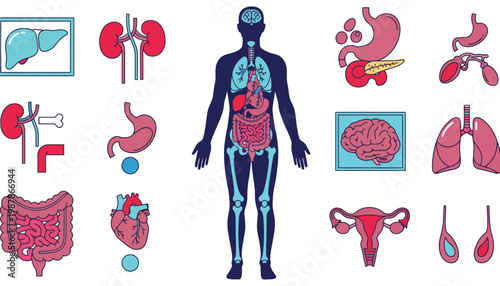 Anatomy human body with internal organs illustration vector graphic