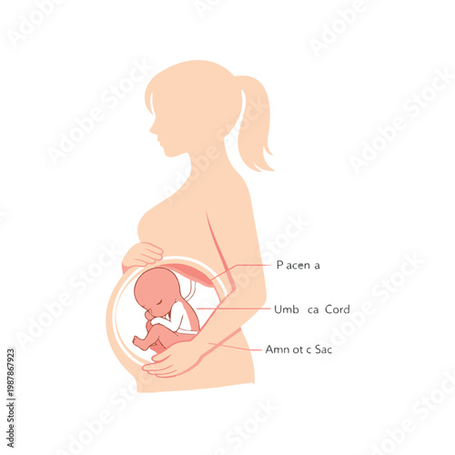 Pregnant Woman Holding Baby in Womb Flat Illustration