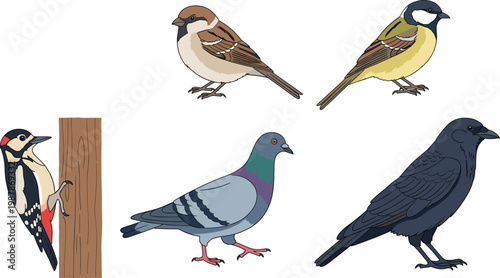 Vector Illustration Set of Common Birds Featuring Sparrow Great Tit Woodpecker Pigeon and Crow Isolated on White Background