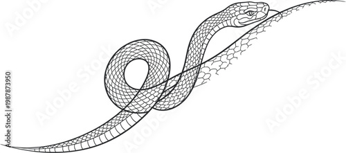 Intricate hand drawn illustration featuring a coiled snake with detailed scales and a pointed head depicted in a minimalist black and white tattoo art style isolated on a plain white background
