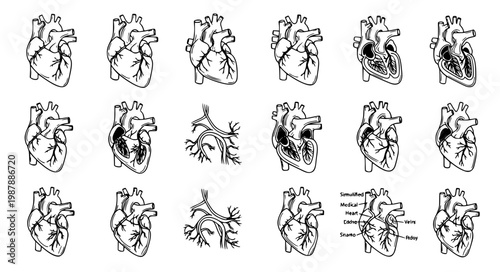 Human Heart Anatomy Line Art Vector Set Medical Illustration Black and White Diagram Collection