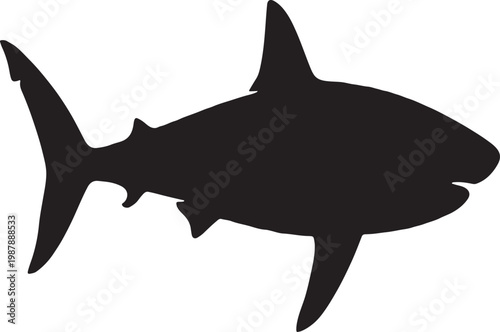 vector illustration of a shark