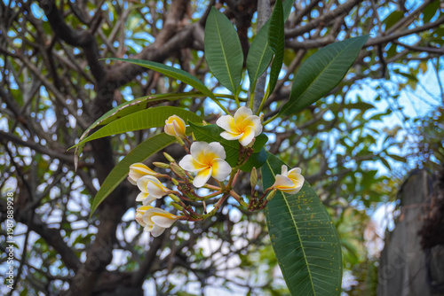 Tableau sur toile Close-up of white and yellow plumeria flowers in a tropical garden