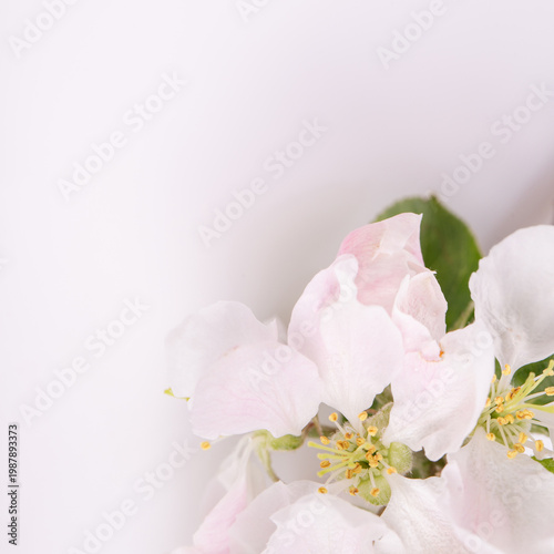 Square apple blossom background with soft pink spring flowers and copy space