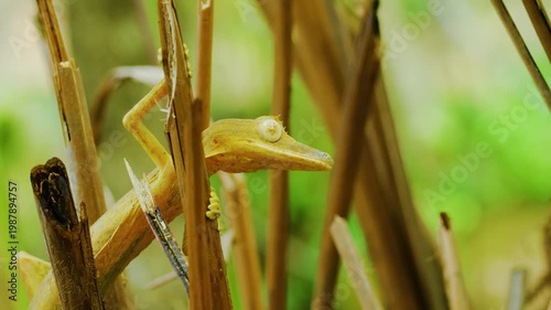 Close up of a Leaf Tailed Gecko (Uroplatus phantasticus) in tropical rainforest of Madagascar island.