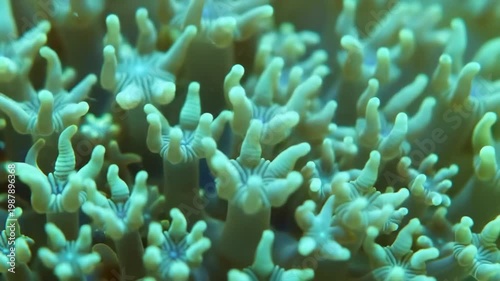 Close-up of vibrant green coral polyps with delicate tentacles