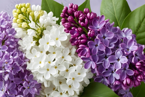 Colorful lilac flowers blooming in spring garden