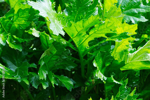 Εκτύπωση καμβά Bear's Breeches leaves (Acanthus mollis)