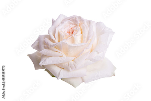 White rose isolated on white background, soft delicate cream petals, romantic floral element, wedding flower, clean botanical design, close up bloom, elegant minimal style