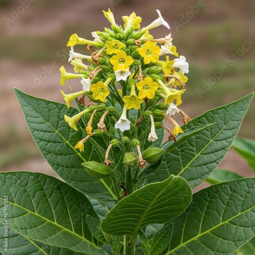 Close-up of a Flowering Tobacco Plant with Yellow Blossoms.