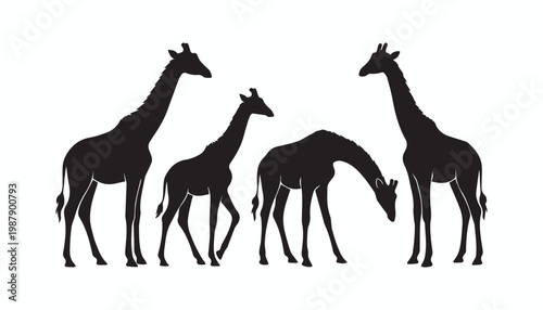 black and white silhouette set of giraffe very high quality vector illustration.