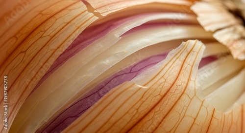 Closeup of onion skin layers.