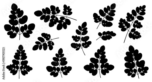 Moringa Leaf Silhouette Botanical Vector Set Herbal Plant Illustration Nature Collection