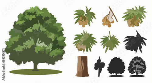 Longan Tree Vector Set Isolated Backyard Fruit Tree Illustration Botanical Garden Collection