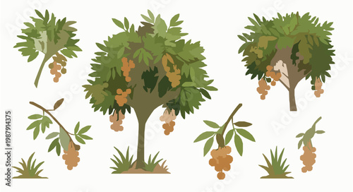 Isolated Longan Tree Vector Illustration Backyard Fruit Orchard Garden Plant Set