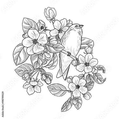 vector vintage drawing fruit flowers and bird , apple tree bloom with leaves isolated at white background, hand drawn illustration