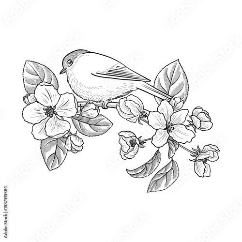 vector vintage drawing fruit flowers and bird , apple tree bloom with leaves isolated at white background, hand drawn illustration