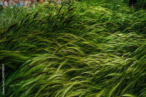 With spring comes wild wheat